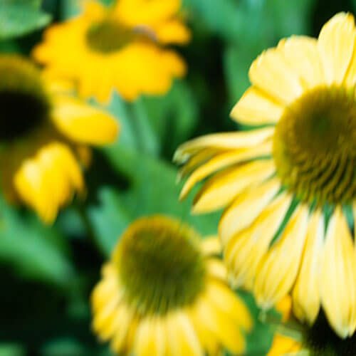 Sunflower Haze